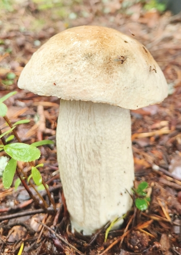 King Bolete