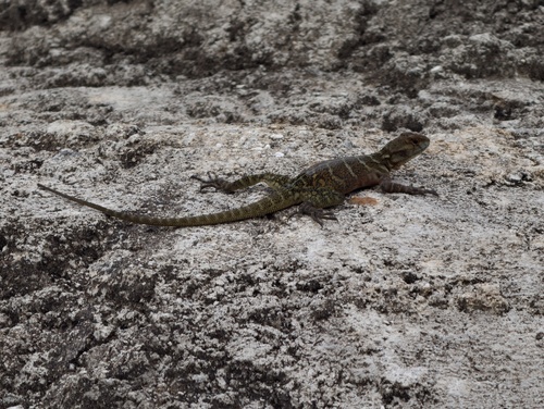 Wui’s Rock Agama