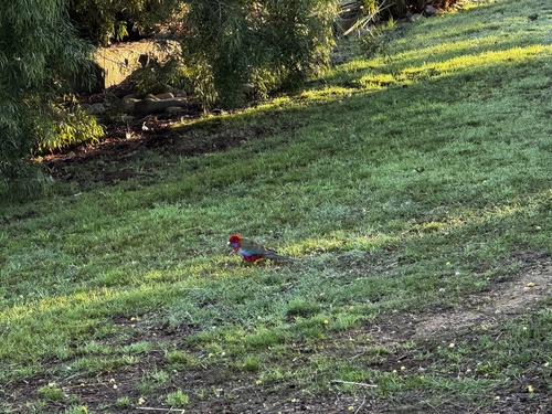 Crimson Rosella