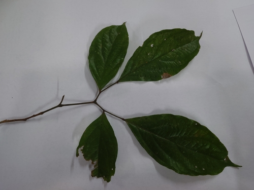 Archidendron whitei