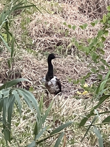 Magpie Goose