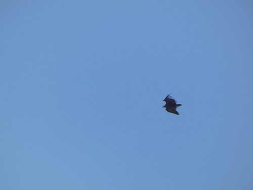 Cinereous Vulture