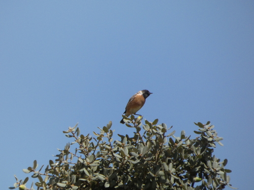 European Stonechat