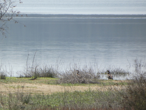 Egyptian Goose
