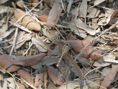 Northern Banded Groundling