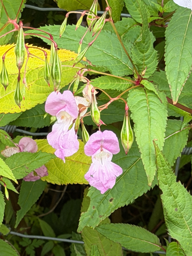 Himalayan balsam