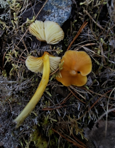 Persistent Waxcap