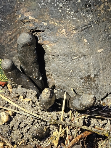 dead man's fingers