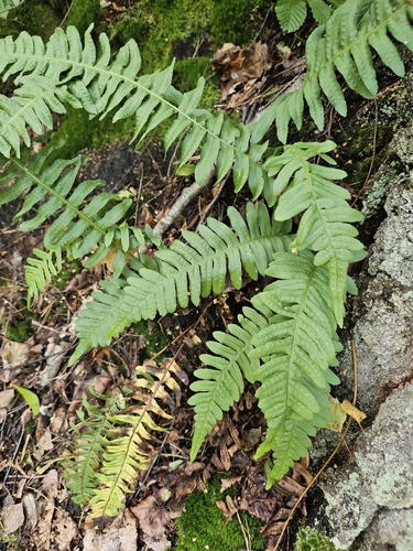 common polypody