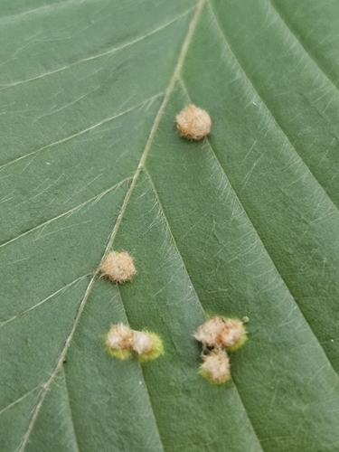 Hairy Beech Gall