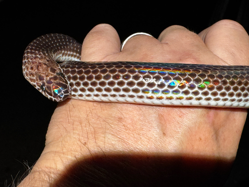 Asian Sunbeam Snake