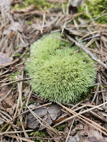 Pincushion Moss