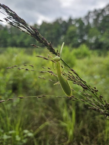 European Mantis