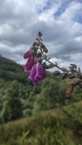 purple foxglove