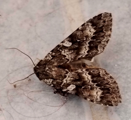 Great Brocade
