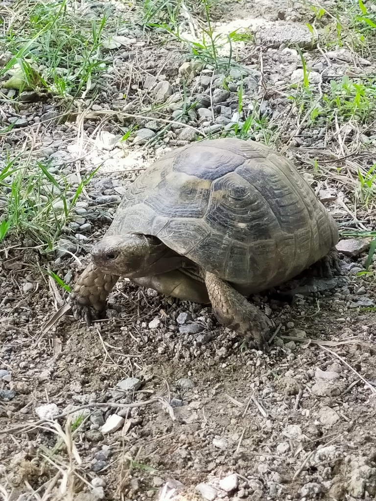 Greek Tortoise in May 2020 by Tammie Sisco · iNaturalist