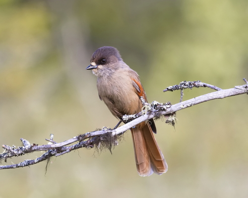 Siberian Jay