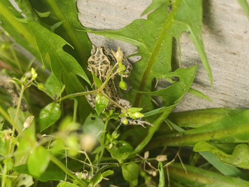 Mongolian Toad