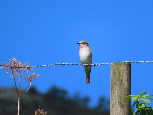 Spotted Flycatcher