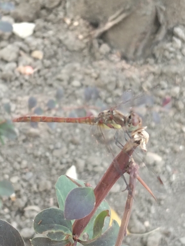 Common Darter
