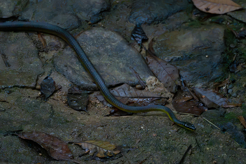 Common Tree Snake