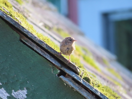 Eurasian Wren