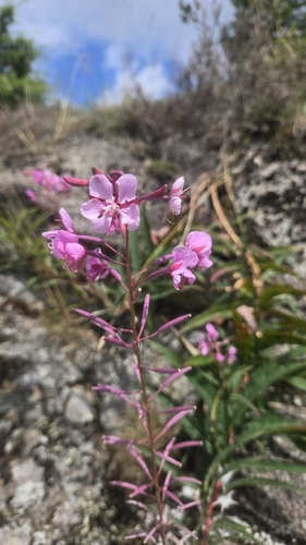 fireweed