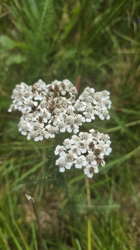 common yarrow
