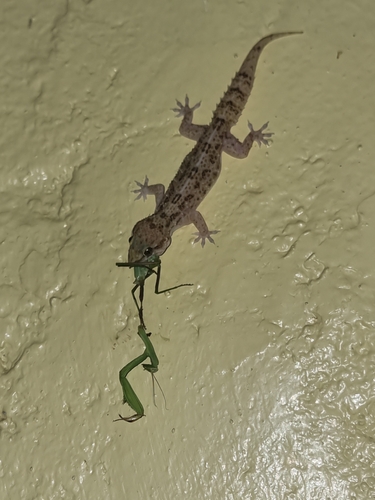 West African House Gecko