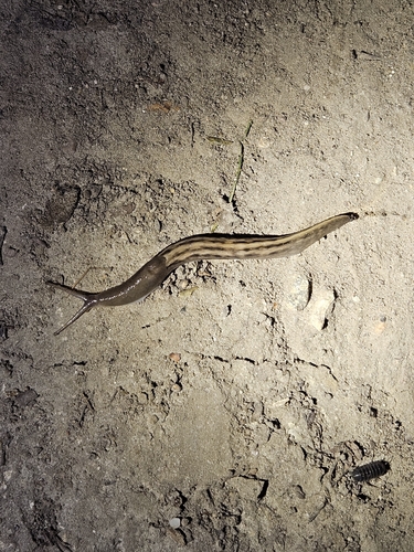 Ash-black Slug