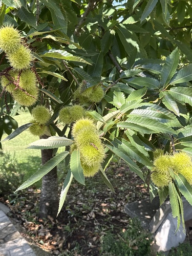 Sweet Chestnut