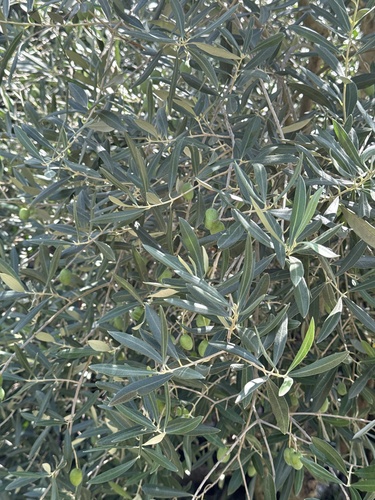 Olive