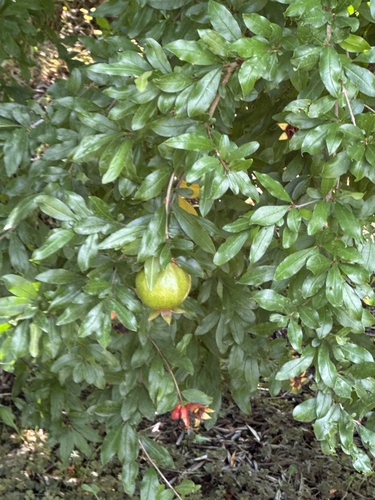 pomegranate