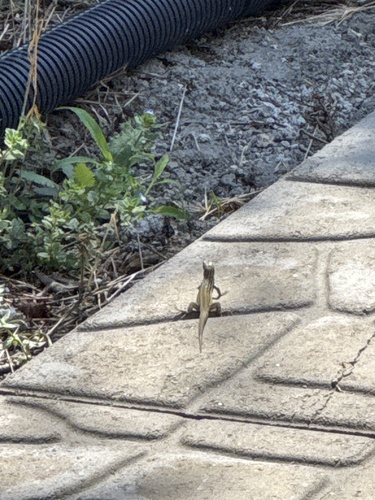 Italian Wall Lizard