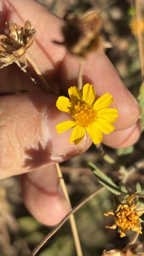 Calea candolleana