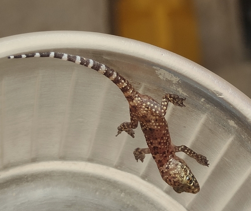 Mediterranean House Gecko
