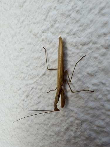 European Mantis