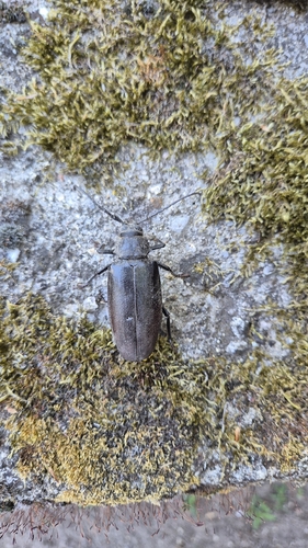 Rhaesus serricollis