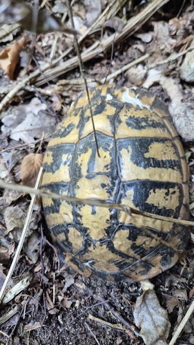 Hermann's Tortoise