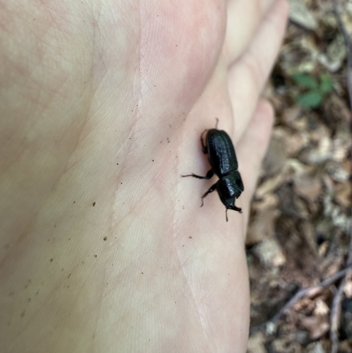 Horned Stag Beetle