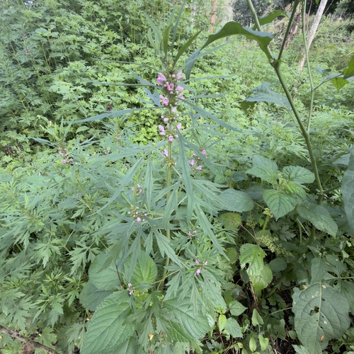 Chinese motherwort