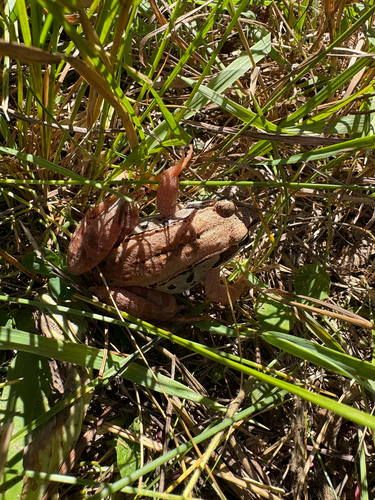 Wood Frog