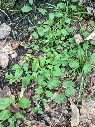 heath speedwell