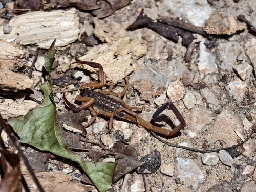 Lychas scutilus