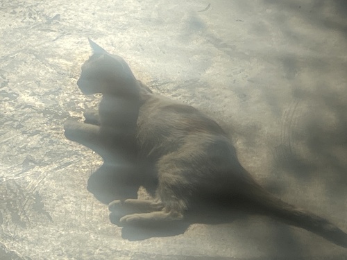 Domestic Cat