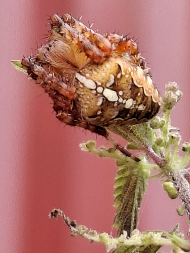 Cross Orbweaver