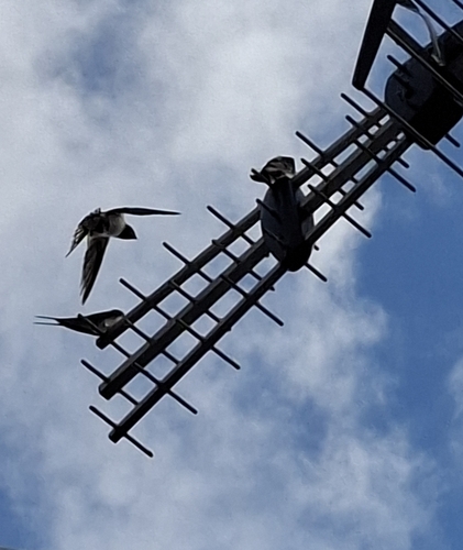 Barn Swallow
