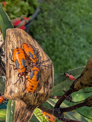 Large Milkweed Bug