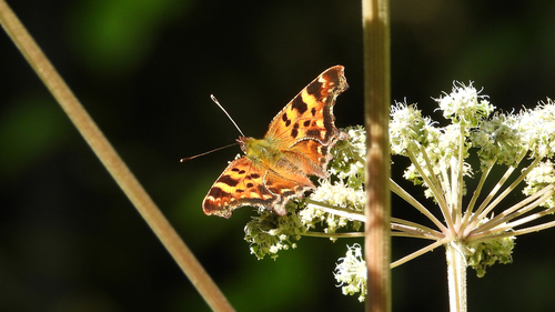 European Comma