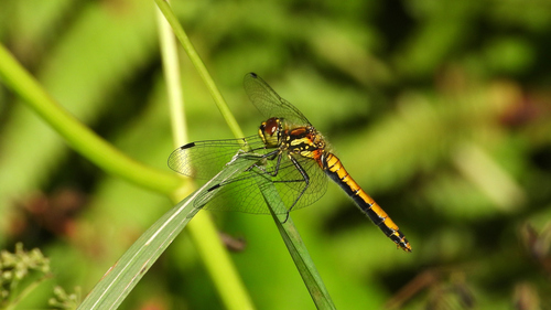 Black Meadowhawk